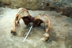 Μια ιστορία για θηρία, BINTEO...!!!