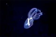 Ενα σπάνιο «γυάλινο» χταπόδι (Βίντεο)