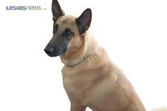 Πέθανε η Σάντυ: το σκυλί που συνδέθηκε με τις μεγάλες επιτυχίες του Λιμεναρχείου Μυτιλήνης