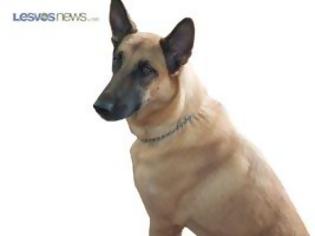 Φωτογραφία για Πέθανε η Σάντυ: το σκυλί που συνδέθηκε με τις μεγάλες επιτυχίες του Λιμεναρχείου Μυτιλήνης