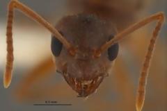 «Τρελλά μυρμήγκια» καταστρέφουν ηλεκτρικές συσκευές