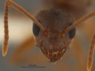 Φωτογραφία για «Τρελλά μυρμήγκια» καταστρέφουν ηλεκτρικές συσκευές
