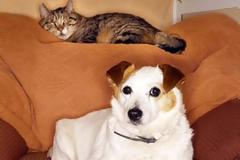 Πώς να αποφύγετε κλασσικά προβλήματα κατοικίδιων