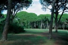 OIKIΠΑ: Στο «σφυρί» τμήμα του δάσους Στροφυλιάς!