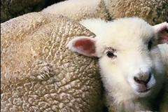 Βγήκαν τα καλάσνικοφ όταν οι ζωοκλέφτες έπεσαν πάνω στους αστυνομικούς