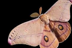 Η πεταλούδα της νύχτας έμπνευση για εύκαμπτα φωτοβολταϊκά