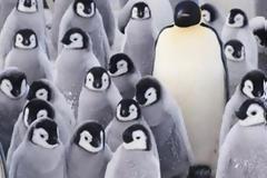 Βρήκαν γιατί δεν πετούν οι πιγκουίνοι