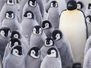 Φωτογραφία για Βρήκαν γιατί δεν πετούν οι πιγκουίνοι