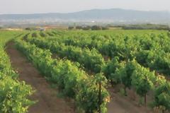 Ο καιρός «τάραξε» τις καλλιέργειες στα ψηλά