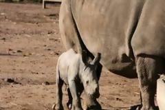 Αυστραλία: Γεννήθηκε άσπρος ρινόκερος