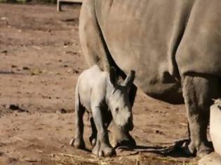 Φωτογραφία για Αυστραλία: Γεννήθηκε άσπρος ρινόκερος