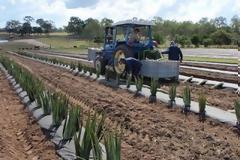 Η αλόη ως δεύτερο εισόδημα και εναλλακτική λύση
