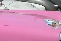 Στύρα: Ήταν πάνω από 70 ετών και όλοι ήθελαν να το χαιδέψουν και να το φωτογραφίσουν!