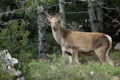 Περισσότερα από 1.000 ελάφια στην Πάρνηθα