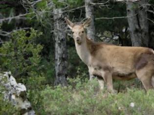 Φωτογραφία για Περισσότερα από 1.000 ελάφια στην Πάρνηθα