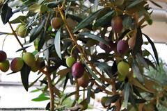 Tο λόμπυ της Καλαμάτας... ξαναχτυπά