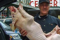 Χοιρινό κάνναβης όπως λέμε μοσχαράκι γάλακτος