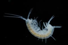 Μουσείου Φυσ. Ιστορίας Βόλου: Ανακάλυψη νέου είδους αμφιπόδου στο σπήλαιο Μελισσότρυπα Ελασσόνας