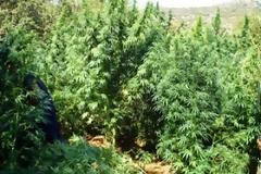 Δενδρύλλια χασίς καλλιεργούσαν στον Πλατανιά