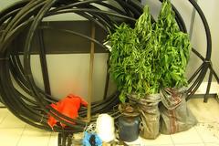 Συνελήφθη 67χρονος στην Αγιά Λάρισας για καλλιέργεια χασίς