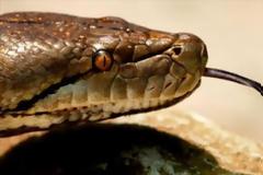 Σκότωσαν γιγάντιο πύθωνα στη Φλόριντα