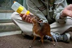 Η μικρότερη αντιλόπη του κόσμου που μεγαλώνει ως 30 εκατοστά