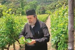 3156 - Στον Μυλοπόταμο στο Άγιον Όρος