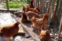 Πάτρα: Βρήκαν κι άλλα ναρκωτικά κοντά στο κοτέτσι - Hρωίνη και μεθαδόνη στην 