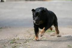 Επίθεση σκύλων στον Άγιο Δομέτιο