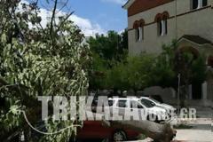 Ξεριζώθηκε δέντρο πίσω από τη Μητρόπολη των Τρικάλων