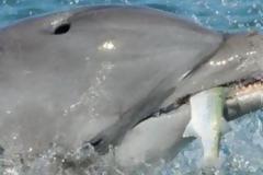 Η Ινδία απαγορεύει τα “σόου” με αιχμάλωτα δελφίνια