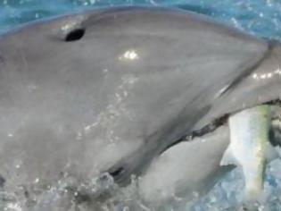 Φωτογραφία για Η Ινδία απαγορεύει τα “σόου” με αιχμάλωτα δελφίνια