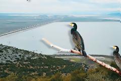 Με αεροβόλα σκοτώνουν τα πουλιά στη λίμνη των Ιωαννίνων!