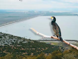 Φωτογραφία για Με αεροβόλα σκοτώνουν τα πουλιά στη λίμνη των Ιωαννίνων!