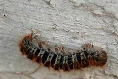 Επιδρομή από κάμπιες στη Φθιώτιδα - Κατέστρεψαν το βουνό