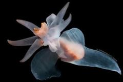 Πεταλούδες που «πετούν» στο βυθό