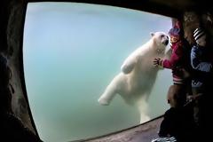 Η πολική αρκούδα που έχει κλέψει τις εντυπώσεις