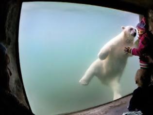 Φωτογραφία για Η πολική αρκούδα που έχει κλέψει τις εντυπώσεις