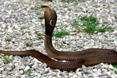 Κόμπρες σπέρνουν τον τρόμο σε πόλη του Ιράκ προκαλώντας 60 θανάτους