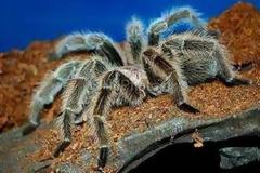 Ζώα με μυστηριώδεις ουσίες - Απίθανα γιατρικά της άγριας φύσης!