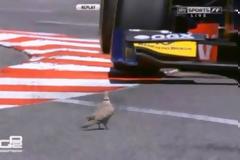 Απίστευτο: Δείτε τι έκανε αυτό το περιστέρι για να γλιτώσει τη ζωή του