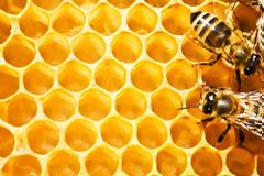 10 εντυπωσιακά παραδείγματα συμμετρίας στη φύση!