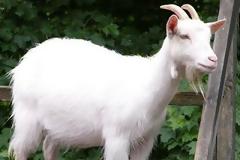 Απίστευτο σκηνικό σε δικαστική αίθουσα στην Κρήτη: Kαταδικάστηκε νεαρός επειδή βίασε την κατσίκα του γείτονα!