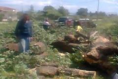 Έπεσε το δέντρο, πλάκωσαν οι... χρυσοθήρες στους Γόμφους!