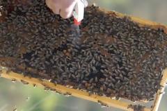 Επιδημία... κλοπής μελισσιών στα Γρεβενά