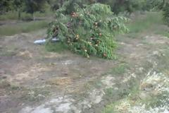 Φθιώτιδα: Οι άνεμοι έριξαν όλους τους καρπούς και τα δέντρα