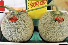 Δύο πεπόνια πουλήθηκαν αντί 15.730 δολαρίων σε δημοπρασία στην Ιαπωνία