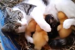 Γάτα γίνεται μάνα σε τρία παπάκια και τα θηλάζει μαζί με τα γατάκια της! [video]