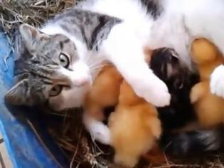 Φωτογραφία για Γάτα γίνεται μάνα σε τρία παπάκια και τα θηλάζει μαζί με τα γατάκια της! [video]