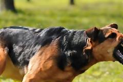 Σκύλος επιτέθηκε στα αφεντικά του